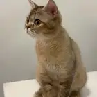 قط سكوتش ستريت
