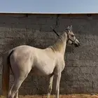 مهر