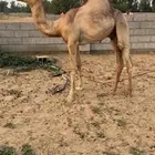بعير أركي عمره 6 شهور