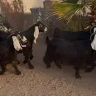 معزا عوارض صغار سن