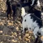 تيوس للبيع