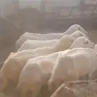ضان بلدي العدد 14