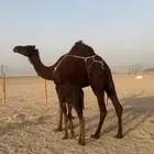 خلفه حمراء دم يأهل الزين ولمقنئ