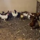 ديوك فرنسي ولهمان