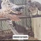 فروخ طاووس