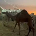 قعود للبيع