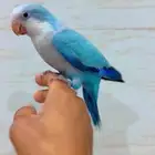 كويكر