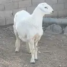 للبيع خروف مشروع فحل