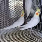 ثلاثه حبات كروان