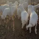 رخال مقنوي عمرها 5 إلى 6 شهور
