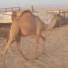 قعود لباني توه معزول من أمه
