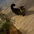 قط شيرازي