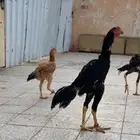 فرخ سندي