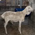 خروف بربري ابرص