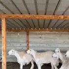 حريات فواخر صنفف