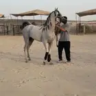 حصان شعبي شيخ للشتوية