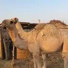 عشرا تحتها بكره