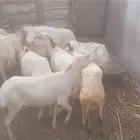 ضان بلدي العدد 13