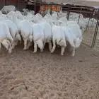 بهم ذبح