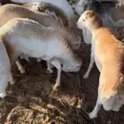 غنم رفيدي الدلم