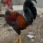 ديوك بلدي اصيل للبيع