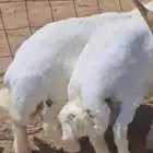 طليان حريه للبيع