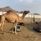 للبيع ناقه لقحه شماليه