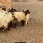 بهم نعيمي للبيع