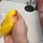 الخبر الشرقية