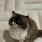 قطو
