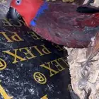 للبيع جوز اكلكتوس تحتها بيض