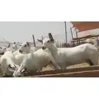 ماعز بيشيات جفار جذعات