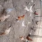 دجاج بلدي للبيع
