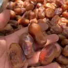 تمر شيش مطوقه وخلاص طيب حبة وسط