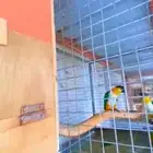 كايك شرط منتج