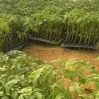شتلات طماطم بشرى