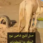 للبيع فحل ابل المسمى (شاهين نيوم )