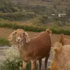 معزا صنف وفاخرة