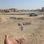 كويكر ازرق فاتح