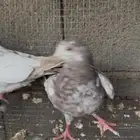 طبات هجين باكستاني وسلفر