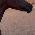 مهره واهو