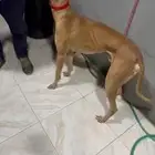 ذيخ ماشاءالله 50-50