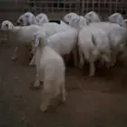 هرافى حري من 4 شهور إلى 5 شهور