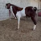تيس هولندي جرم فاخرر