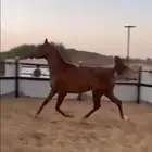 مهره واهو لقاح خمس شهور