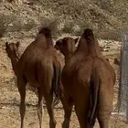 بكار للبيع