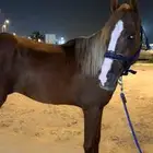 فحل شعبي مميز