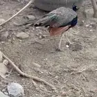 ذكر طاووس