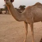 للبيع مفروده باتليه