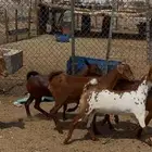 جفار مقاني